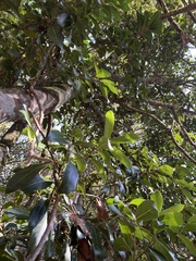 Cryptocarya