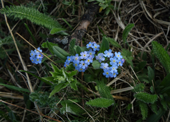 Myosotis imitata
