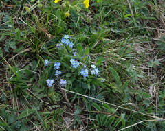 Myosotis imitata