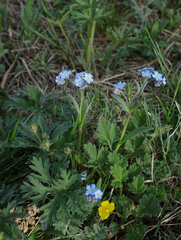Myosotis imitata