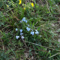 Myosotis imitata