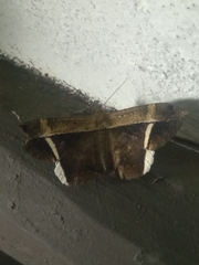 Hemeroblemma mexicana