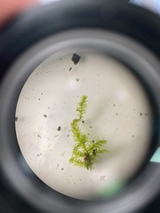 Rhynchostegium