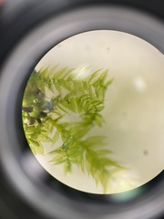 Rhynchostegium