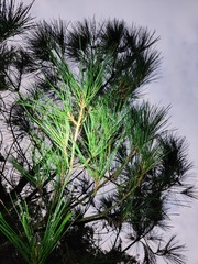 Pinus luchuensis