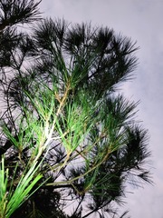 Pinus luchuensis