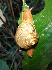 Sheldoniinae