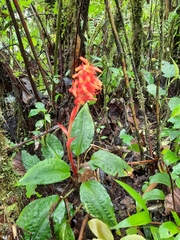 Coccineorchis