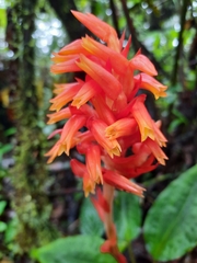 Coccineorchis