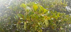 Alnus lusitanica