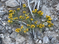 Pectis angustifolia
