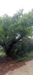 Alnus lusitanica