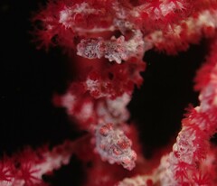 Hippocampus bargibanti