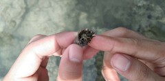 Pagurus hirsutiusculus