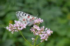 Parnassius apollo