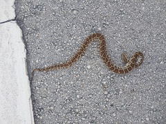 Python bivittatus