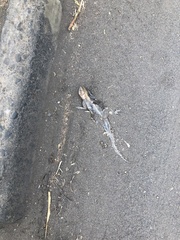 Agamidae