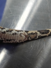 Python bivittatus