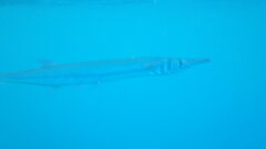 Tylosurus crocodilus