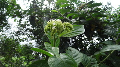Boraginaceae