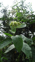 Boraginaceae