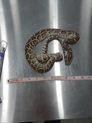 Python bivittatus