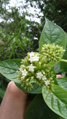 Boraginaceae