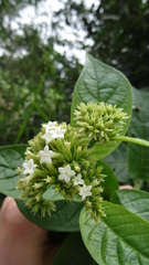Boraginaceae