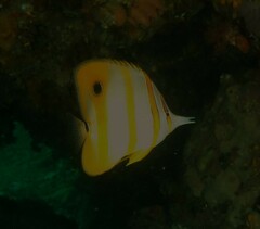 Chelmon rostratus