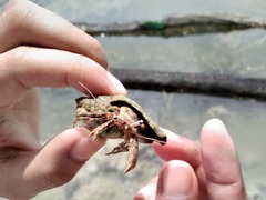 Dardanus scutellatus