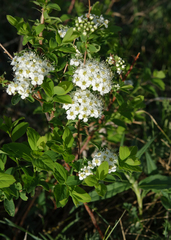 Spiraea media