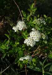Spiraea media