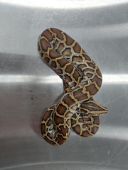 Python bivittatus