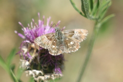Muschampia floccifera