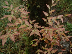 Fagus hayatae