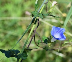 Ipomoea hederacea