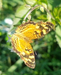 Anthanassa frisia