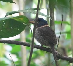 Actenoides princeps