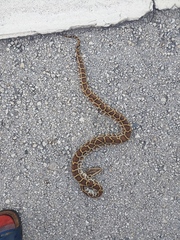 Python bivittatus