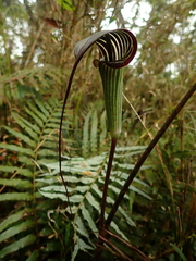 Arisaema consanguineum
