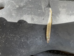Ammocrypta vivax