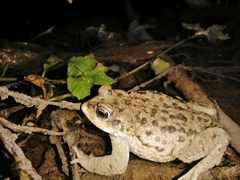 Rhinella arunco