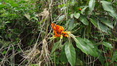 Steriphoma peruvianum