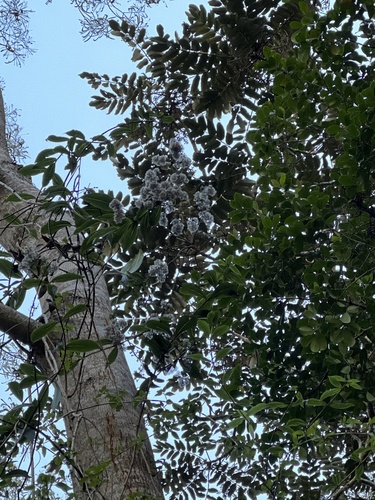 Dubautia latifolia observed 2022-11-15