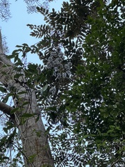 Dubautia latifolia