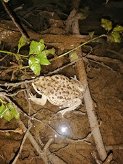 Rhinella arunco