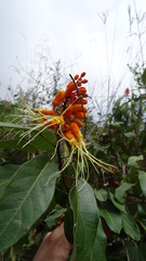 Steriphoma peruvianum