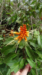 Steriphoma peruvianum