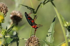 Stenaspis verticalis insignis