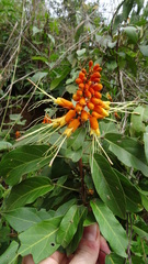 Steriphoma peruvianum